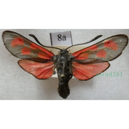 Zygaena loti (Denis & Schiffermüller, 1775) Kraśnik rogalik Deutschland8a